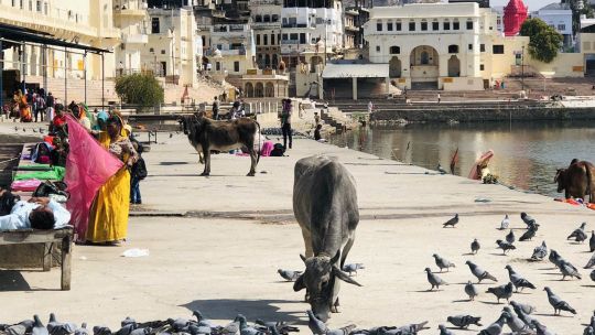 Turismo: descubrí el lado luminoso de India, un viaje que cambiará tu perspectiva