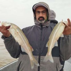 El Río de la Plata está en su mejor momento, hay cantidad y calidad, con meses por delante como agosto, septiembre y hasta octubre para seguir disfrutando de estas hermosas flechas de plata.