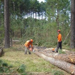 Industria forestal | Foto:Gentileza AFOA