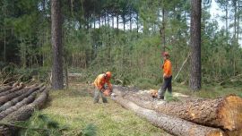 Industria maderera: del último al primer lugar