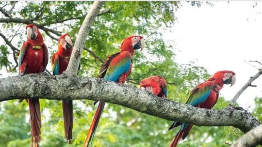 Así liberaron a 5 guacamayos rojos en el Parque Nacional Iberá