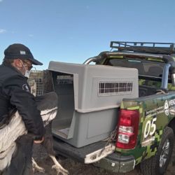 El rescate fue realizado por la Policía Rural en coordinación con la Dirección de Biodiversidad y el Ecoparque del Ministerio de Energía y Ambiente. 