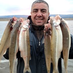 Las líneas más rendidoras, tanto las de vuelo de 2 anzuelos, pescando a fondo, como el balancín liviano de 12 g, con bajadas de 80 cm y mojarra viva de carnada. 