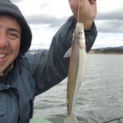 Las líneas más rendidoras, tanto las de vuelo de 2 anzuelos, pescando a fondo, como el balancín liviano de 12 g, con bajadas de 80 cm y mojarra viva de carnada. 