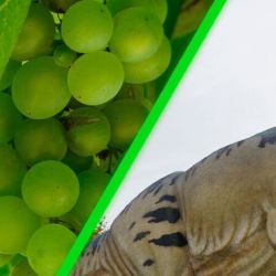 Se trata de las primeras semillas fosilizadas de uva encontradas en América del Sur.