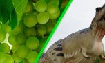 Afirman que las uvas existen gracias a la extinción masiva de los dinosaurios