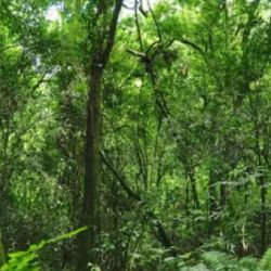 La iniciativa se centra en restaurar y conectar fragmentos de monte remanentes con las áreas protegidas de la región.