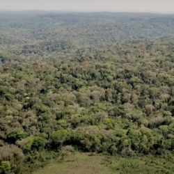 La Fundación Vida Silvestre Argentina, logró restaurar más de 110 hectáreas de selva, involucrando a más de 24 familias en Colonia Alegría, San Pedro.
