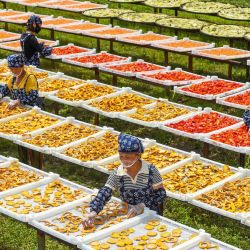 Aldeanos secan productos agrícolas, en la aldea Lutian del distrito de Tonggu, en la ciudad de Yichun, en la provincia de Jiangxi, en el este de China. | Foto:Xinhua/Zhou Liang