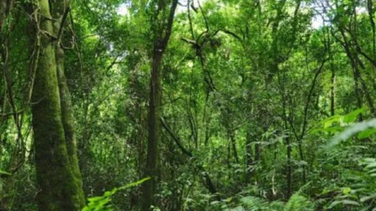 Misiones: ya se restauraron más de 110 hectáreas de selva en San Pedro