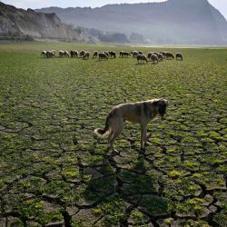 Un perro pastor se encuentra junto a su rebaño en el lecho seco de la presa Studen Kladenets, cerca de Kardzhali, en el sur de Bulgaria. La presa es la tercera más grande de Bulgaria con sus 27,8 km². Tanto el sur como el este de Europa se enfrentan a "condiciones de sequía persistentes y recurrentes", según el último informe de situación de la Unión Europea.  | Foto:NIKOLAY DOYCHINOV / AFP