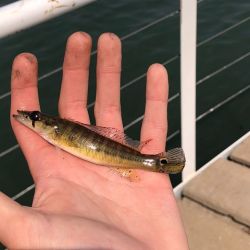 La competencia contó con una buena organización pero la escasa pesca opacó la actividad. 