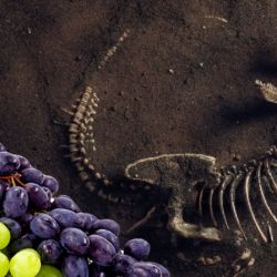 Hace 66 millones de años, un asteroide chocó contra la Tierra acabando con los dinosaurios dando pie a que otras criaturas y plantas prosperaran a partir de eso. 