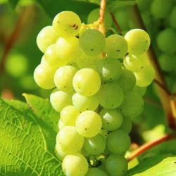 Las uvas tienen un extenso registro fósil que comienza hace unos 50 millones de años
