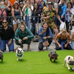 Imagen de perros corriendo en una carrera durante el evento "Pet-A-Palooza", en Vancouver, Columbia Británica, Canadá. Pet-A-Palooza, también conocido como el Día del Perro, es una celebración anual de verano para cachorros locales y sus dueños. El evento de este año ofreció una variedad de actividades y entretenimiento relacionados con los perros, atrayendo a miles de dueños de perros y sus peludos compañeros. | Foto:Xinhua/Liang Sen