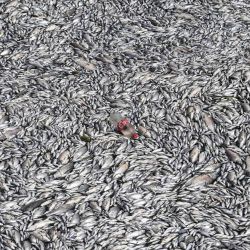 Peces muertos flotando en las aguas del puerto de Volos, en el centro de Grecia. Casi un año después de las catastróficas inundaciones en la región de Tesalia, en el centro de Grecia, toneladas de peces muertos han sido arrastradas al golfo de Volos, a unos 170 km al norte de Atenas. Los peces muertos, según los expertos, procedían del lago Karla, que fue drenado en 1962 para combatir la malaria y creció tres veces su tamaño normal después de las inundaciones. | Foto:SAKIS MITROLIDIS / AFP