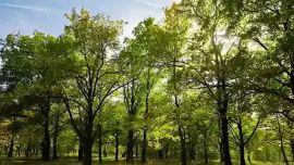 Los árboles son fundamentales para la protección de las cuencas hídricas de captación