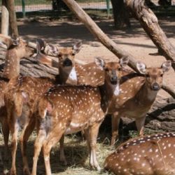 El relevamiento de esta especie arrojó datos muy preocupantes.