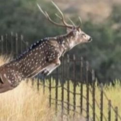 La mayor concentración de estos ciervos se encuentra en la zona sur de Misiones.