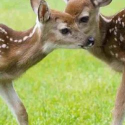 Se estima que hay alrededor de 100 ejemplares en Misiones.
