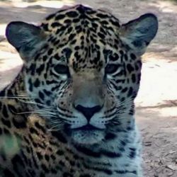 Nolá ya vive, libre, en el Impenetrable.