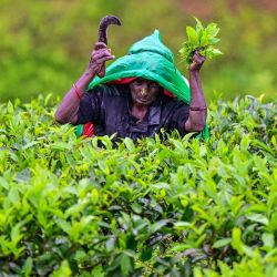 Una agricultora recoge hojas en una plantación de té en Hatton, Sri Lanka. | Foto:ISHARA S. KODIKARA / AFP