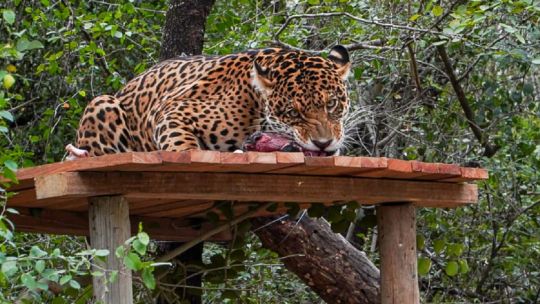 Así liberaron a la yaguareté Nalá en el Parque Nacional El Impenetrable