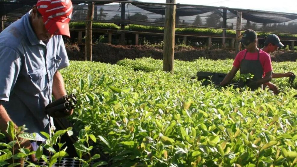 Yerba mate con menos burocracia: la AFIP eliminó regulaciones para la producción y comercialización