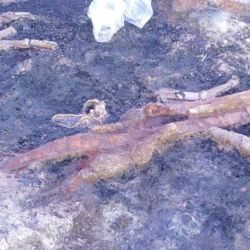 Parte de los restos fósiles del guerrero romano y de su caballo.