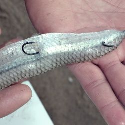 La especie tiene la facilidad para enterrarse en la arena casi por completo y así pasar desapercibidos para sus presas. 