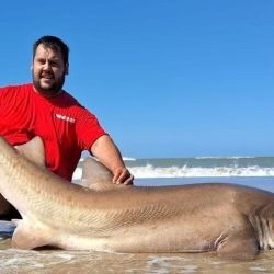 El proyecto, que se extiende desde el Faro Querandí (Buenos Aires) hasta Puerto San Julián (Santa Cruz), mostró por primera vez, luego de 4 temporadas consecutivas, una merma en el marcado.