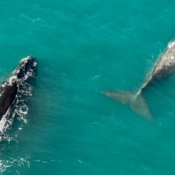 Avistaje de ballenas en Miramar.