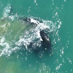 Avistaje de ballenas en Miramar.