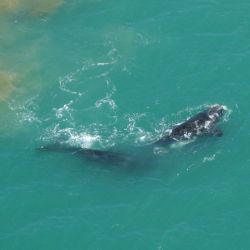 Avistaje de ballenas en Miramar.
