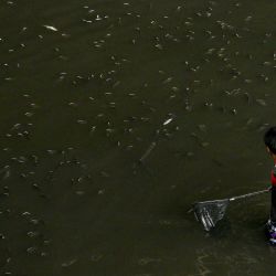 Esta fotografía muestra a un hombre capturando tilapia de barbilla negra en un canal de Bangkok. Tailandia ha capturado más de 1,3 millones de kilos de tilapia de barbilla negra, un pez muy destructivo, según informó el gobierno, en su lucha por erradicar esta especie invasora. | Foto:JAMES WILSON / THAI NEWS PIX / AFP