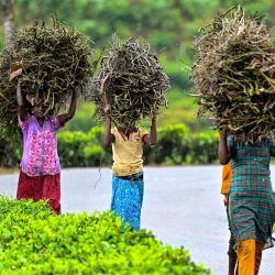Mujeres tamiles de Sri Lanka llevan manojos de ramitas por una calle en la aldea de Agarapathana, distrito de Nuwara Eliya. | Foto:ISHARA S. KODIKARA / AFP