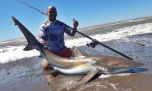 Más de 600 tiburones fueron marcados en la temporada 2023/24