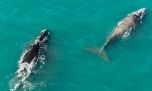 Sorpresa: avistaje de ballenas también en Miramar