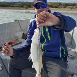 Dos especies que están picando bien en la ría embarcados, pero podemos dar con ellas desde la costa, siendo una alternativa más que recomendada para una próxima pesca en este destino. 