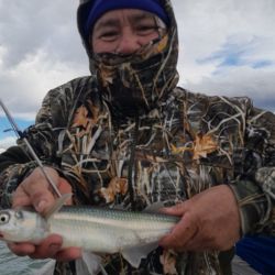 Dos especies que están picando bien en la ría embarcados, pero podemos dar con ellas desde la costa, siendo una alternativa más que recomendada para una próxima pesca en este destino. 