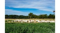 Un tambo propio con 700 cabras sanen, así es la producción de Siete Cabritos