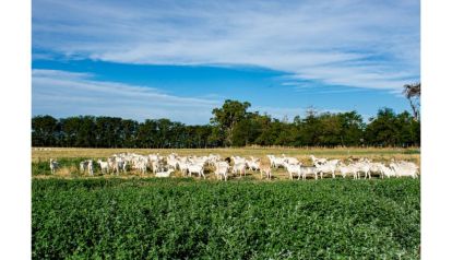 Un tambo propio con 700 cabras sanen, así es la producción de Siete Cabritos