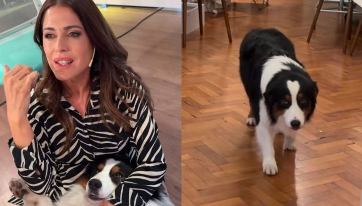 La reacción de Pamela David al ver que su perro le arruinó un vestido de alta costura: "¡Qué hiciste!"