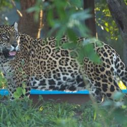 Tania iniciará una nueva vida en el Ecoparque.