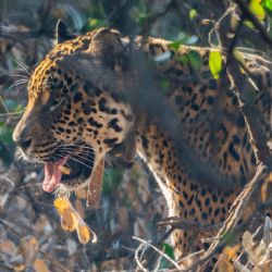 Por haber sido criada en cautiverio, no fue posible liberar a Tania en el norte argentino