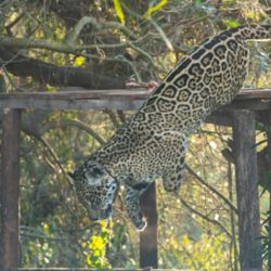 Hoy Tania es bisabuela y, a sus 13 años de vida, requiere cuidados especiales.