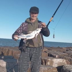  Si bien siempre muestra predilección por la anchoíta, el langostino también es una gran posibilidad como carnada para el gallo. 