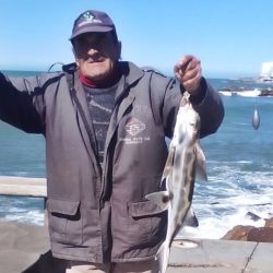  Si bien siempre muestra predilección por la anchoíta, el langostino también es una gran posibilidad como carnada para el gallo. 