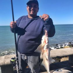  Si bien siempre muestra predilección por la anchoíta, el langostino también es una gran posibilidad como carnada para el gallo. 