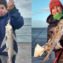  Si bien siempre muestra predilección por la anchoíta, el langostino también es una gran posibilidad como carnada para el gallo. 